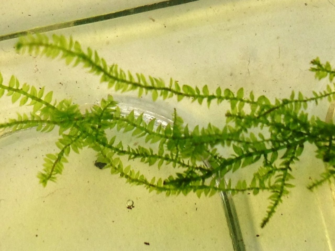 Imagem de referência de Vesicularia, descrito nos dados abertos como género de plantas