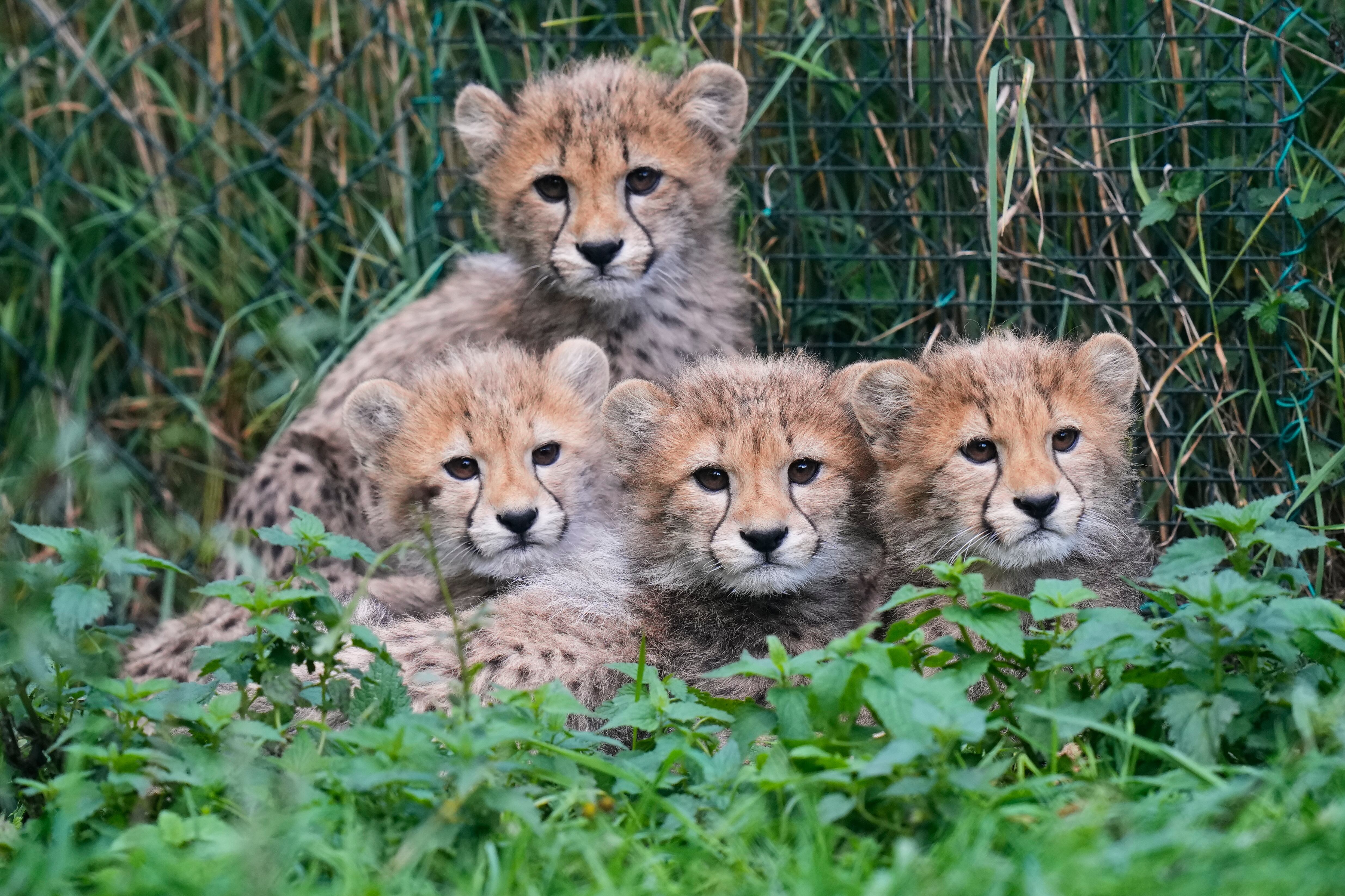 Cachorros-leopardo recém-nascidos no Zoológico de Praga 'em boas condições' após tempestades fortes e doença da mãe
