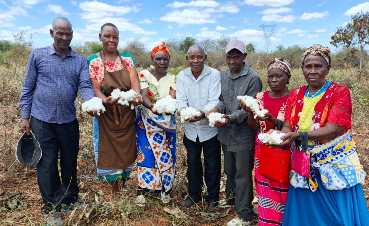 Quênia: Melhores Preços Atraem Agricultores de Kitui a Retornar ao Algodão — Se Houver Sementes, Chuva e Jovens Agricultores