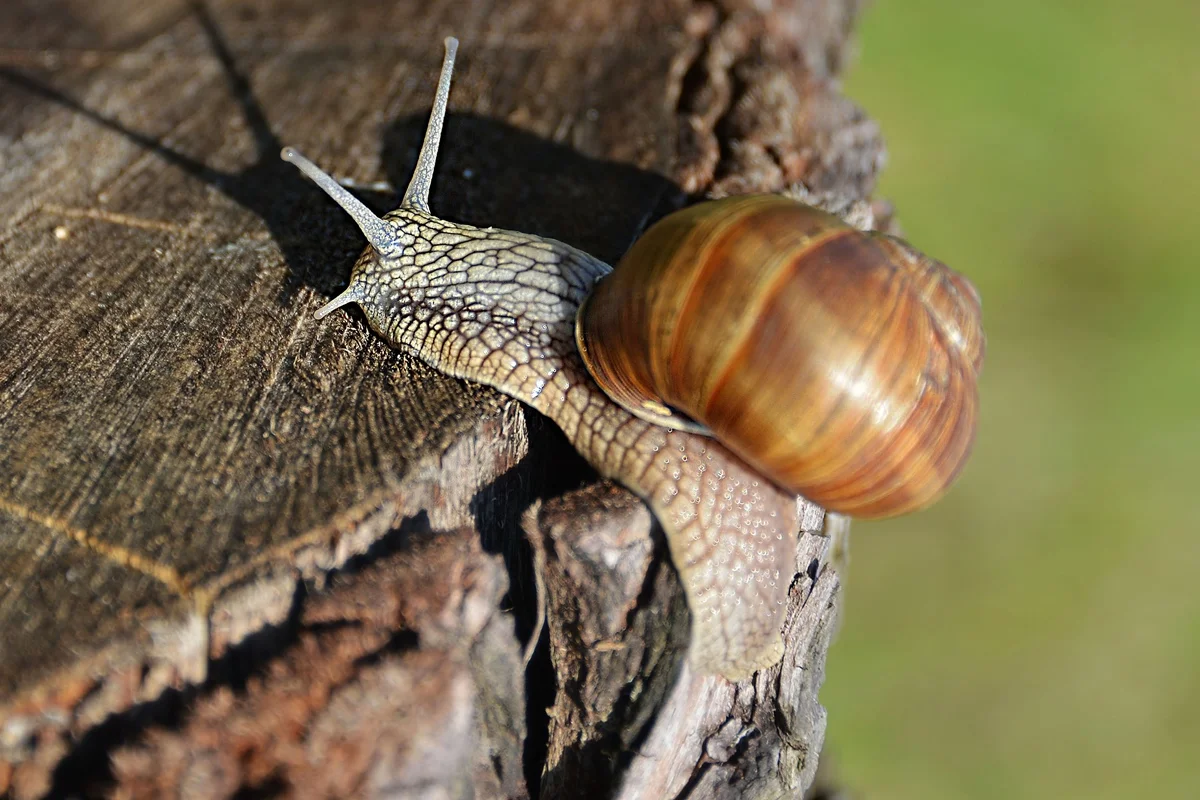 Concha de caracol pode guardar pistas de ciclones e chuvas do passado