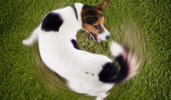 Enriquecimento ambiental ajuda a manter a mente do pet saudável