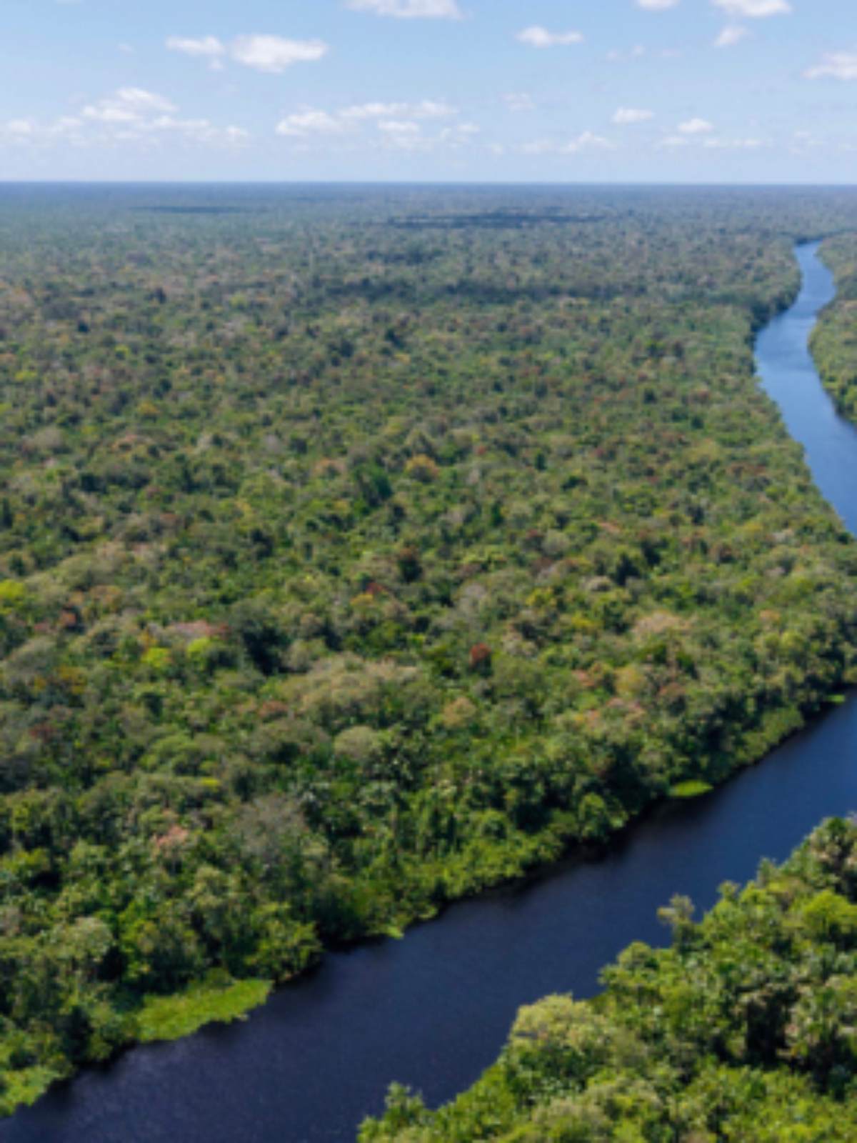Planos dos candidatos para o meio ambiente focam no combate ao desmatamento e 'mostram consenso discursivo amplo', analisam especialistas