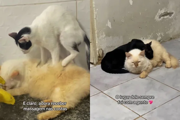 Gato é adotado e devolvido a abrigo após adoecer de saudade dos "irmãos"