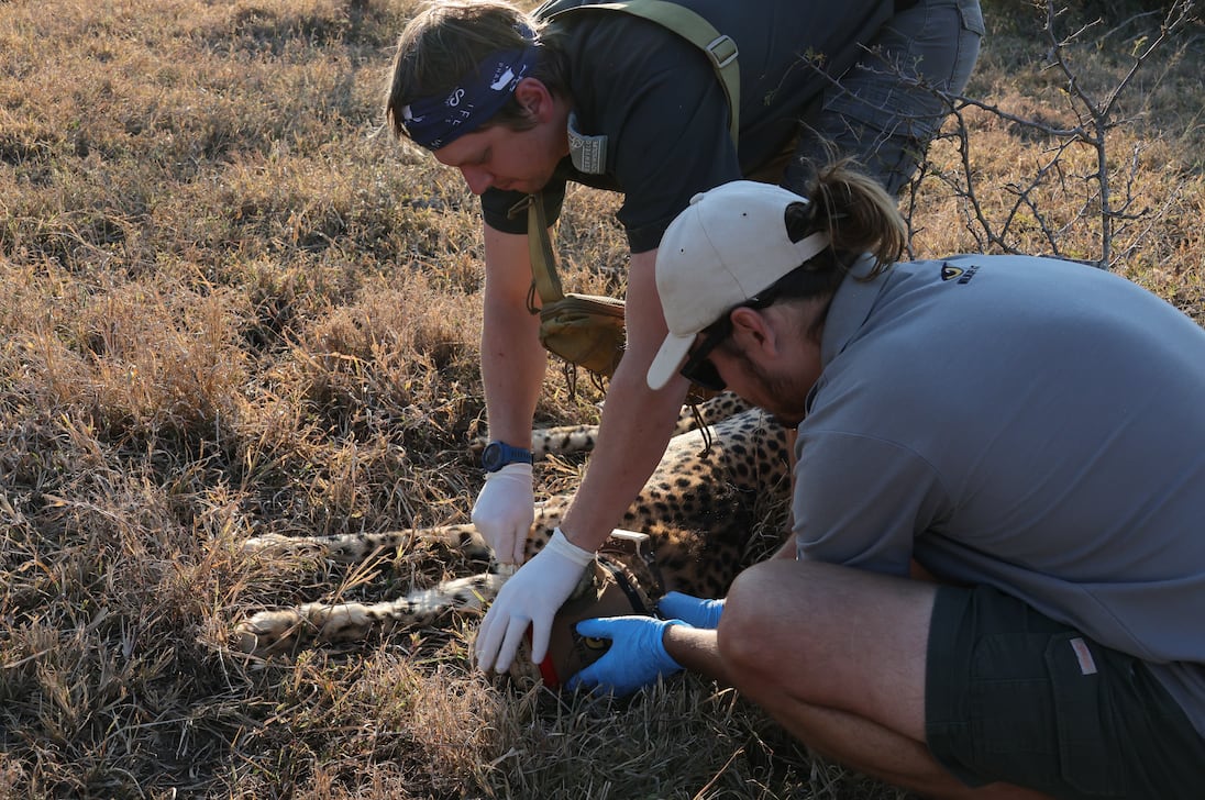 Cachorros-leopardo recém-nascidos no Zoológico de Praga 'em boas condições' após tempestades fortes e doença da mãe