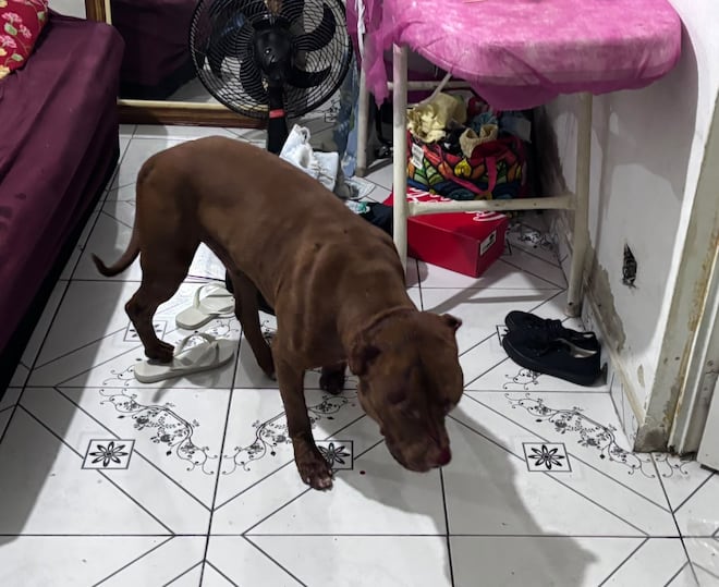 Criança de 3 anos morre após ser atacada por pitbull em Cosmos, no Rio; tutor do animal foi preso
