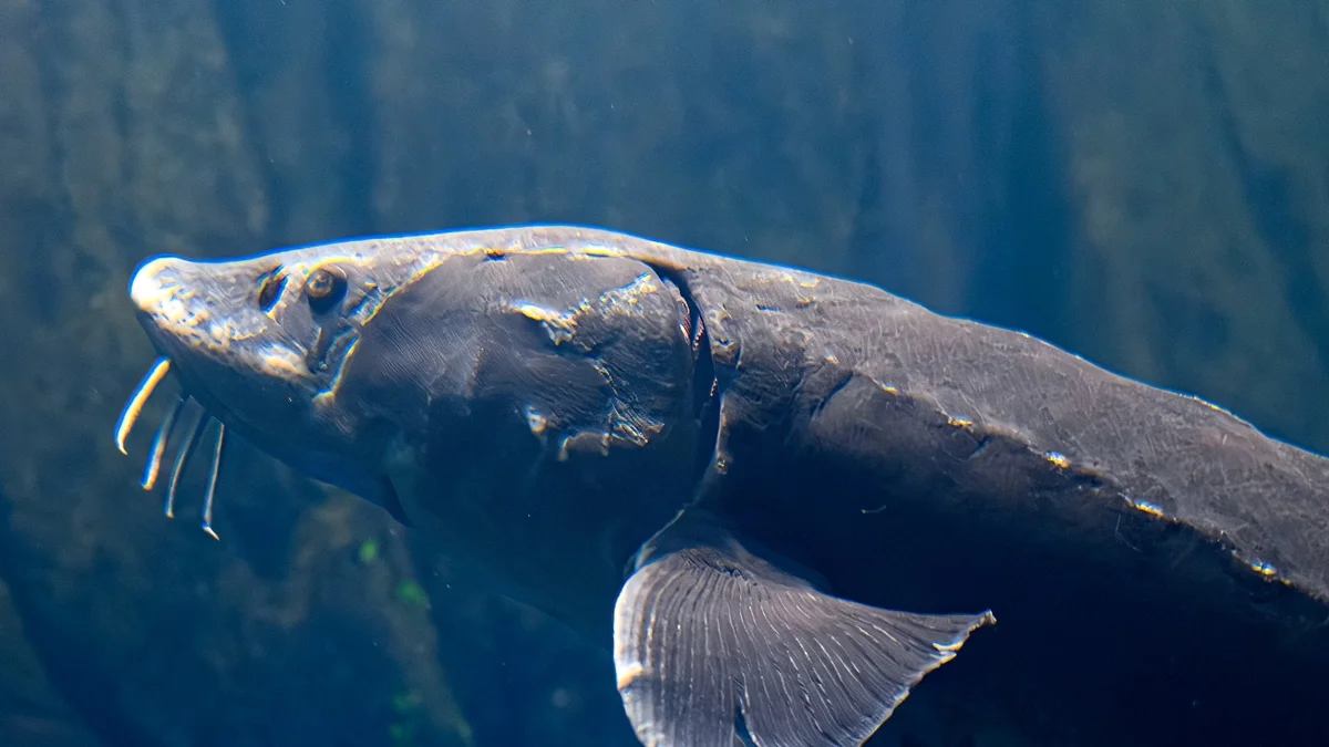 Ancião: pesquisa identifica peixe com mais de 400 anos em lagos dos EUA