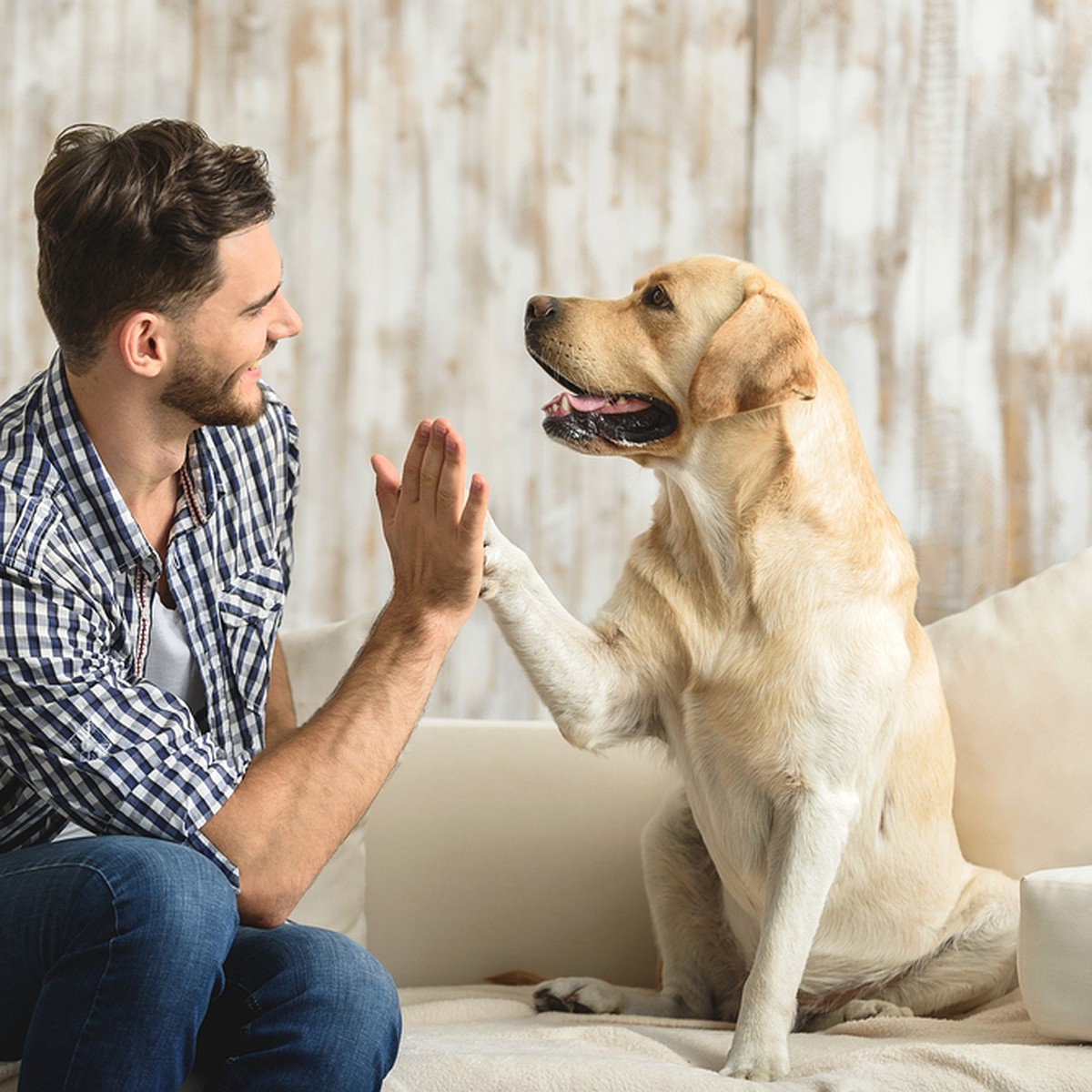 Os cães distinguem palavras diferentes na fala humana: isso não aconteceu por acaso.