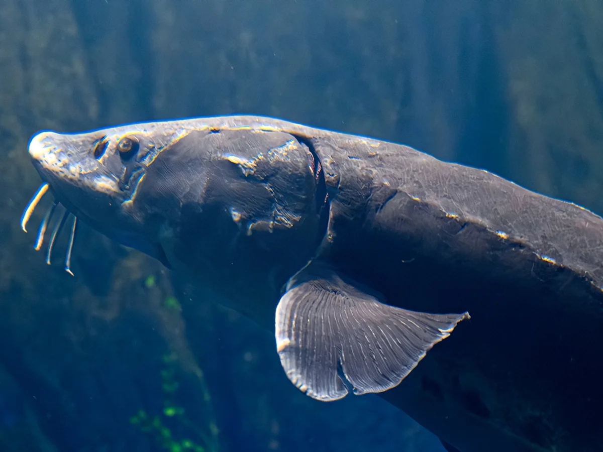 Ancião: pesquisa identifica peixe com mais de 400 anos em lagos dos EUA
