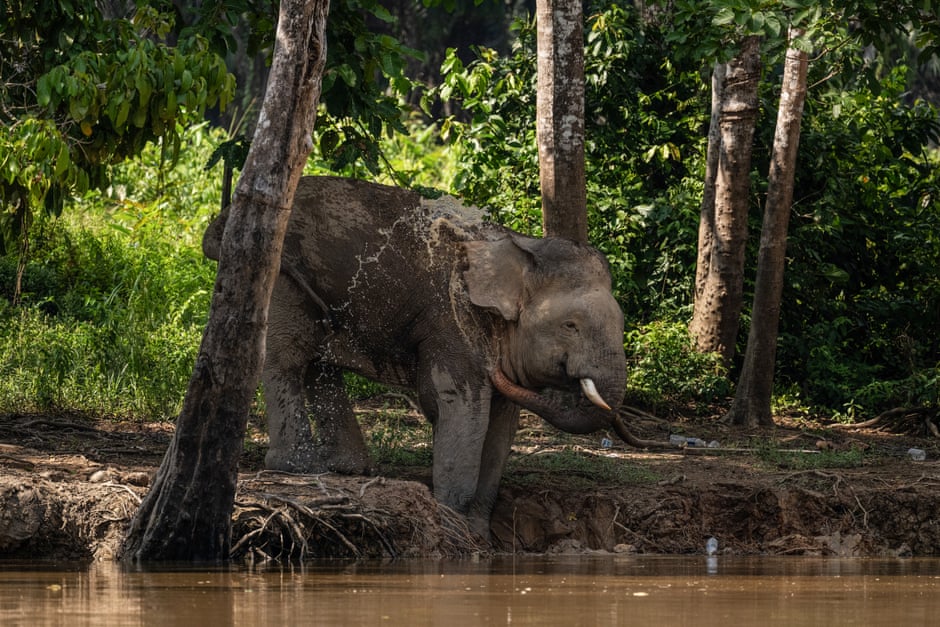 Semana na vida selvagem: um pequeno felino-tigre, ursos no quintal e umaouriça-do-mar rosa fruncida