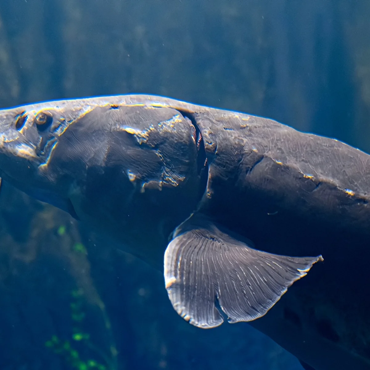 Ancião: pesquisa identifica peixe com mais de 400 anos em lagos dos EUA