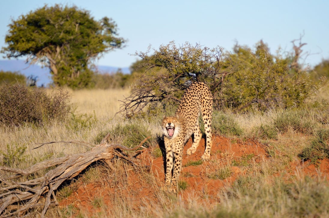 Cachorros-leopardo recém-nascidos no Zoológico de Praga 'em boas condições' após tempestades fortes e doença da mãe