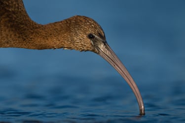 A glossy ibis forages in the shallow waters of the Kocacay Delta in the Karacabey district of Bursa, Turkey. Preparing for their upcoming autumn migration, the wading birds use their long, downcurved bills to probe the muddy wetlands for insects, larvae, mollusks, and small invertebrates, congregating in groups to build vital energy reserves before their seasonal journey south